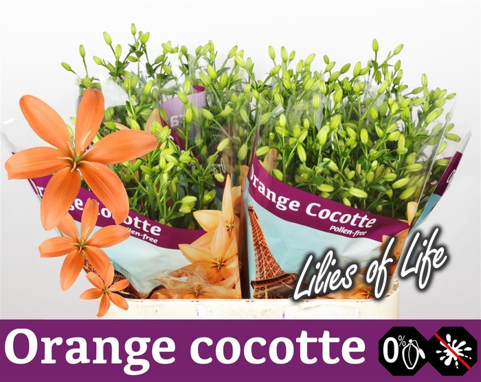 <h4>Li Az Orange Cocotte</h4>