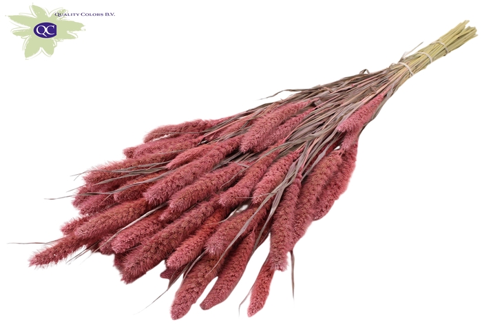Setaria per bunch frosted pink