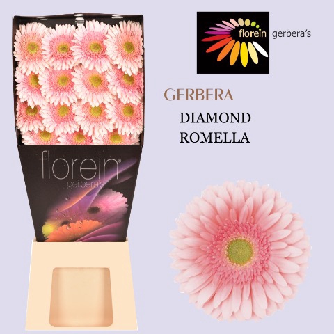 <h4>Gerbera Romella Diamond</h4>