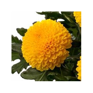 Chrysanthemum monoflor paladov amarillo