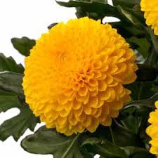 Chrysanthemum monoflor paladov amarillo