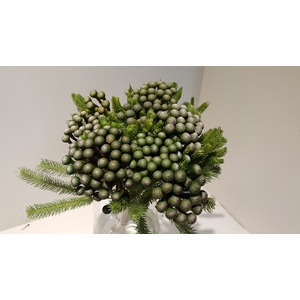 Greens - Brunia Albiflora Mature