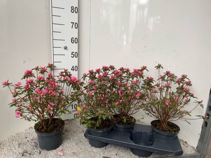 <h4>Rhododendron (Jap. Madame van Hecke</h4>
