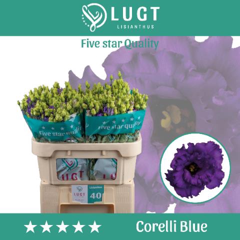 <h4>Lisianthus do corelli blue</h4>