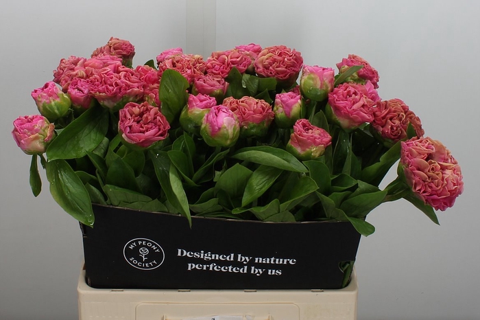 <h4>Paeo Carnation Bouquet</h4>