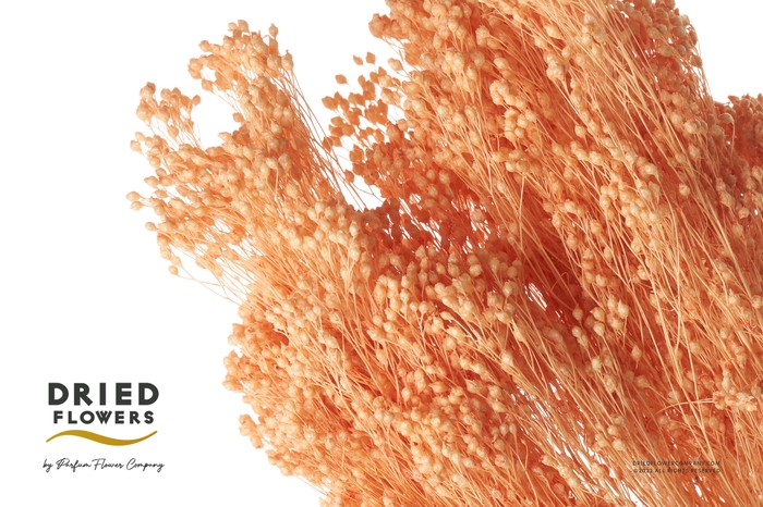 <h4>Dried Bleached Broom Bloom Salmon</h4>