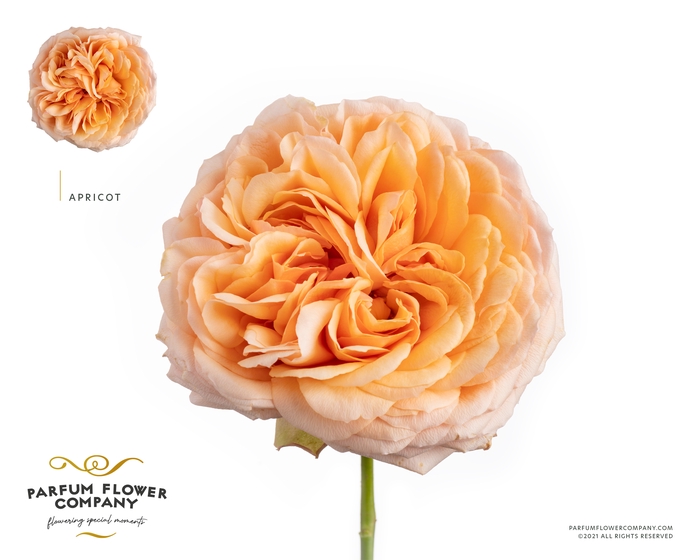 <h4>Rosa la garden apricot antique</h4>