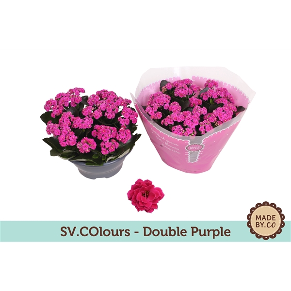 <h4>Kalanchoë Double Purple in SV.COloursleeve</h4>