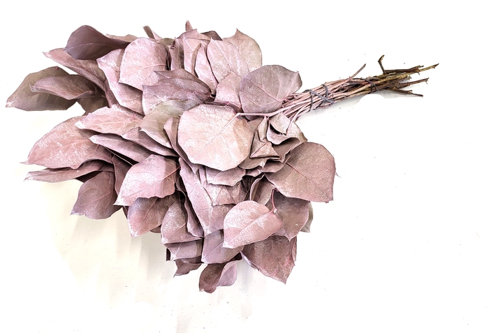Salal tips dried per bunch Frosted Pink