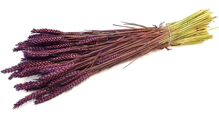 Triticum (tarwe) per bunch Purple