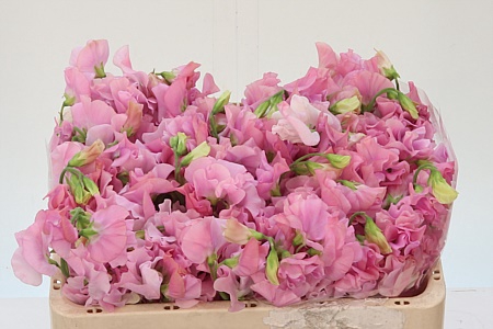 <h4>Lathyr Parfum P Pink 50cm</h4>