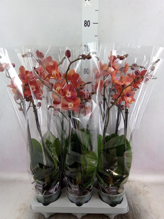 <h4>Phalaenopsis  'Horizion'</h4>