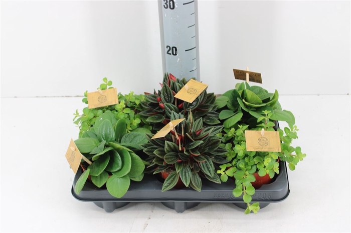 <h4>Peperomia Gemengd P10.5</h4>