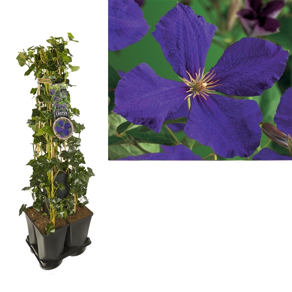 <h4>1 m. privacy mix Hedera + Clematis 'Jackmanii' +label</h4>