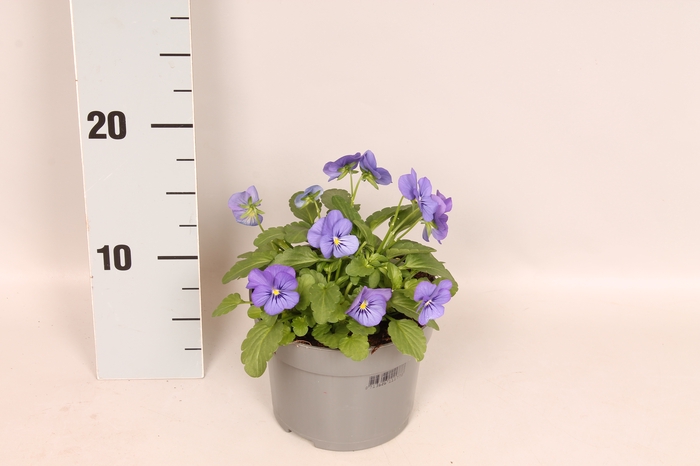 Viola cornuta 13 cm True Blue