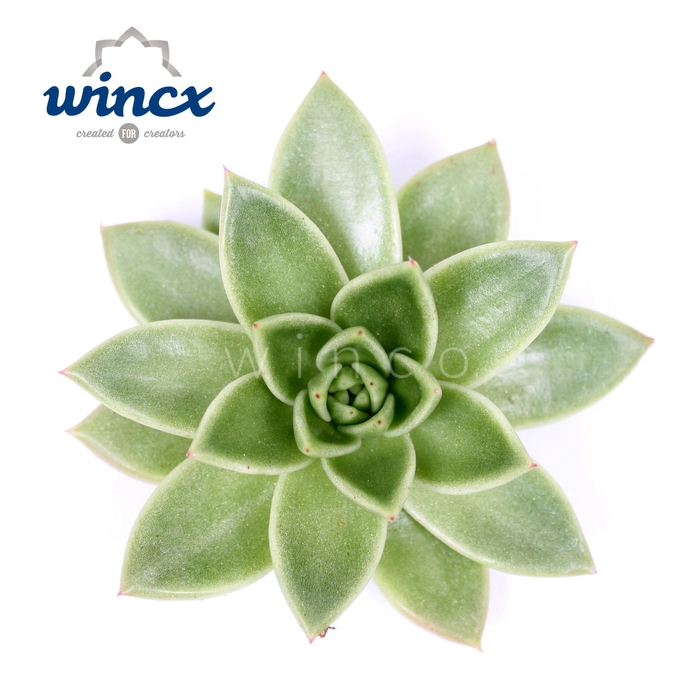 <h4>Echeveria miranda cutflower wincx-5cm</h4>