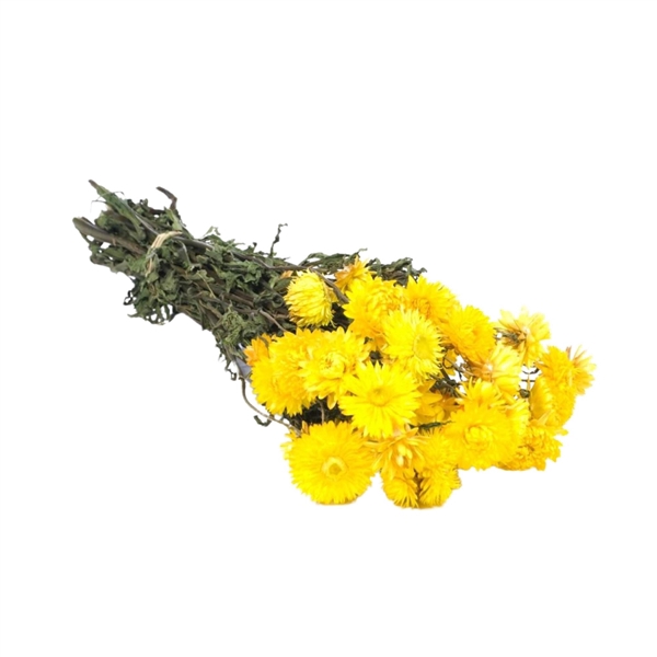 <h4>Droogbloemen - Helichrysum Yellow</h4>