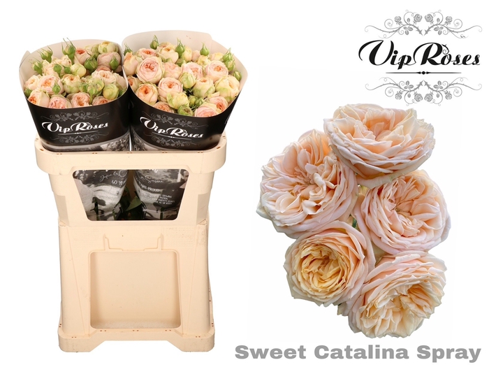 Rosa sp sweet catalina+