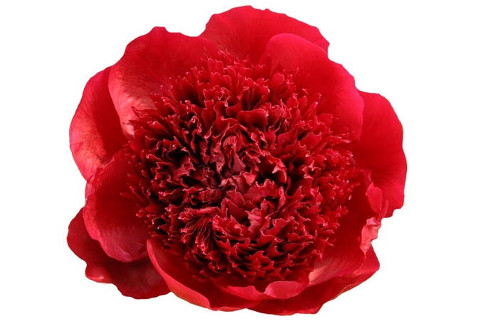 <h4>Paeonia 'Red Charm'</h4>