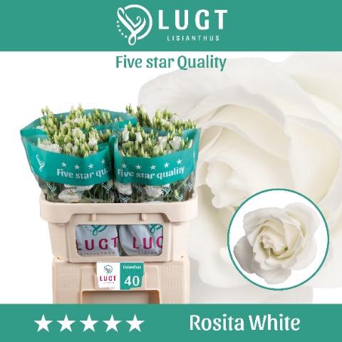 Lisianthus do rosita white