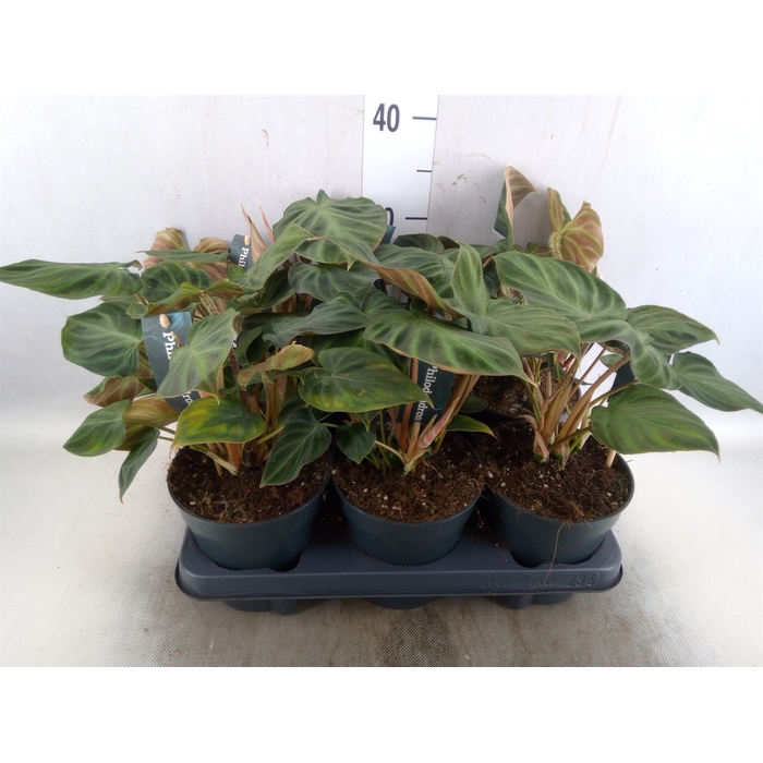 <h4>Philodendron verrucosum 'Incensi'</h4>