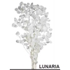 Dr. Lunaria Bianca Bs 60-80gr