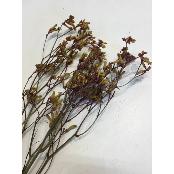 <h4>DRIED FLOWERS - ANIGOZANTHUS GOLD FEVER 5PCS</h4>