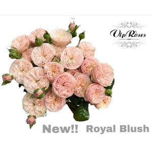 Rosa sp royal blush