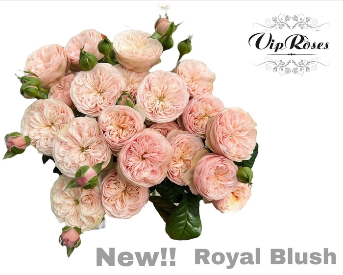 Rosa sp royal blush