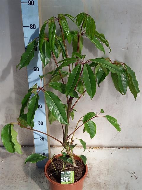 Tupidanthus calyptr 21Ø 90cm