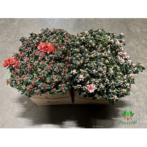 Rhododendron simsii trolley mix 17Ø 55cm