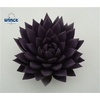 Echeveria Agavoides Paint Purple Cutflower Wincx-8cm