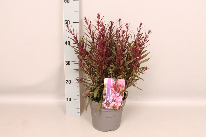 vaste planten 19 cm  Gaura Gambit Rose bicolor