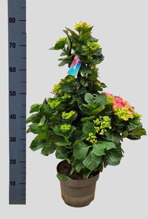 <h4>Hydrangea macrophylla (B)</h4>