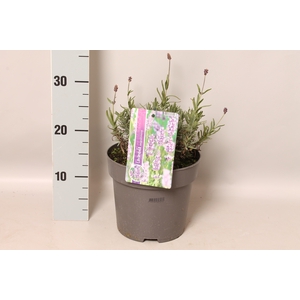 vaste planten 19 cm  Lavendel angustifolia