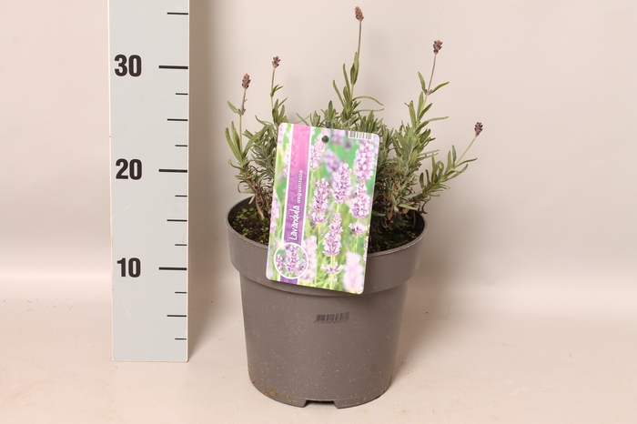 vaste planten 19 cm  Lavendel angustifolia