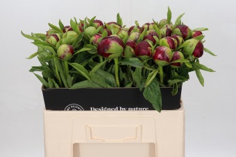 <h4>Paeonia red charm</h4>