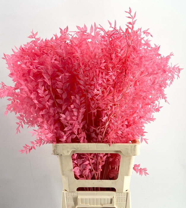<h4>Dried ruscus paint old pink</h4>