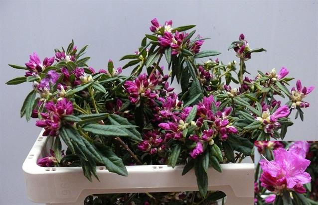 <h4>Rhododendron cerise</h4>