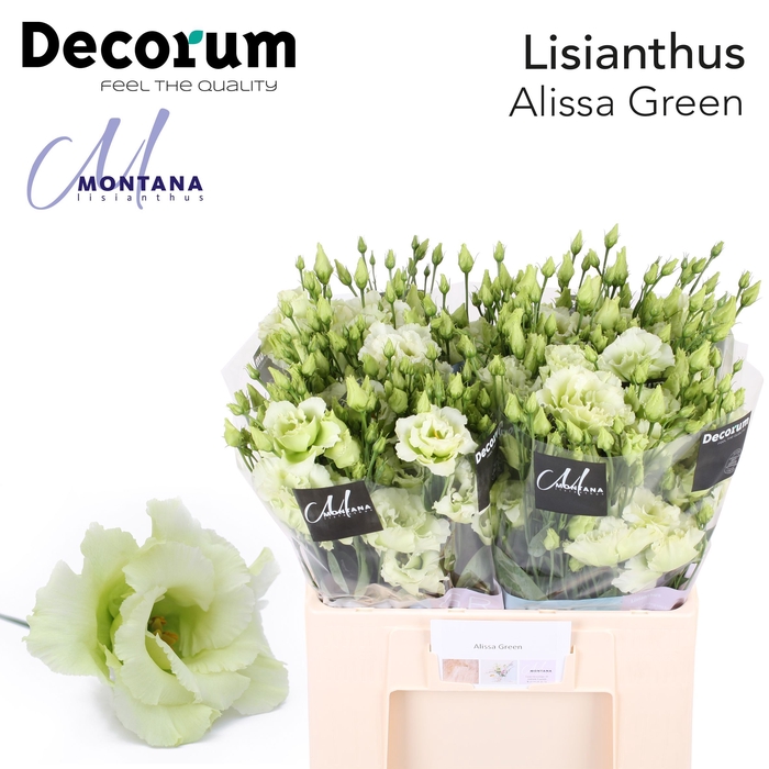 <h4>Lisianthus Alissa green 60cm</h4>