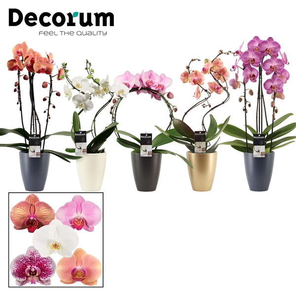 Phalaenopsis vormen mix 2 tak in Carly (Neo Architect-collect.)