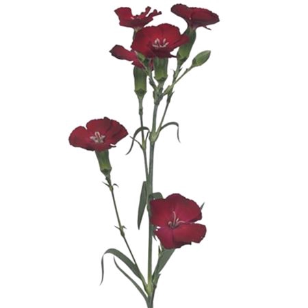<h4>Dianthus sp solomio edo</h4>
