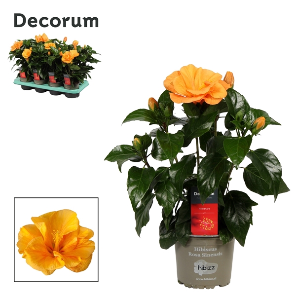 <h4>Decorum Hibiscus Jazz oranje dubbelbloemig</h4>