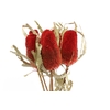 Banksia Hookerana Rosso asciutto
