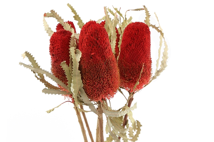 Banksia Prionote Rosso Asciutto