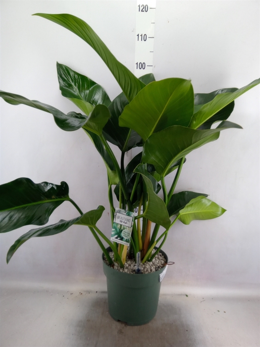 <h4>Philodendron  'Green Beauty'</h4>