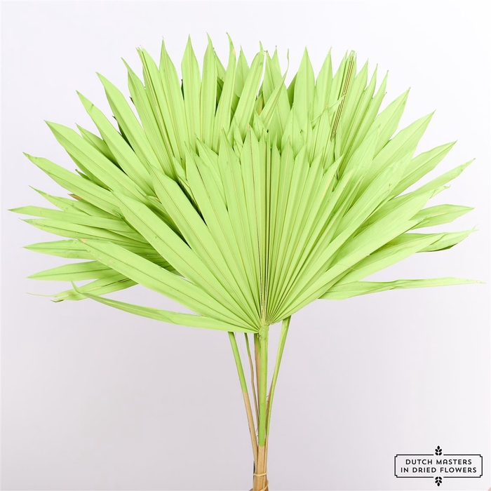 <h4>Dried Palm Sun 6pc Apple Green Bunch</h4>