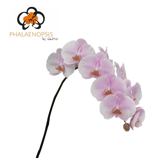 <h4>Phalaenopsis tikal (per flower)</h4>