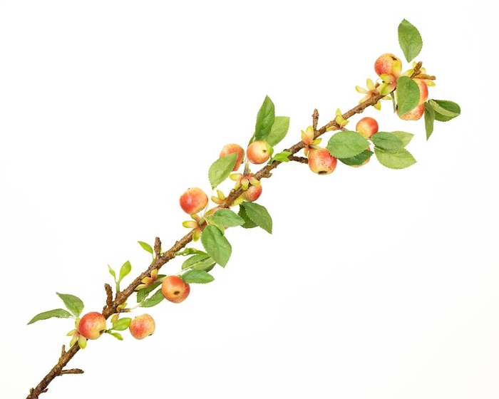 <h4>Malus Branch Red Extra</h4>