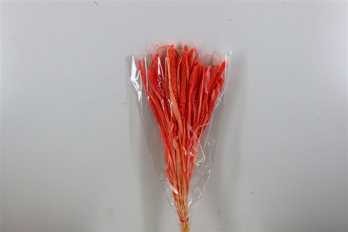 <h4>Dried Setaria Bleached Light Red Bunch</h4>